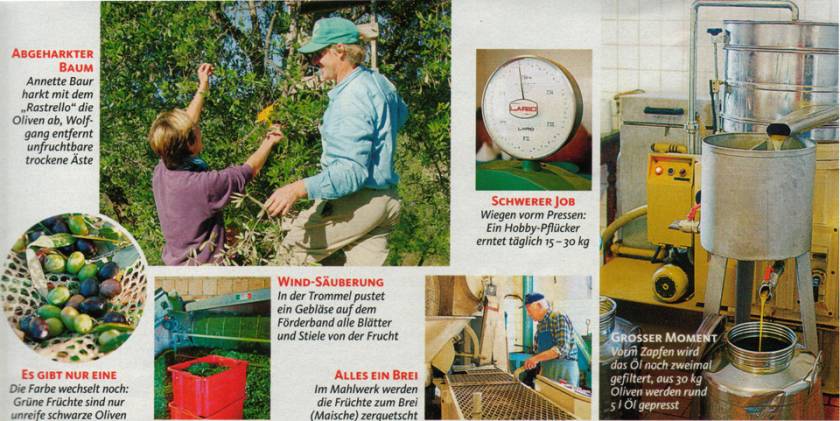 Schwerer Job. Wiegen vorm Pressen: Ein Hobby-Pflücker erntet täglich 15-30kg. Alles ein Brei. Im Mahlwerk werden die Früchte zu Brei (Maische) zerquetscht. Großer Moment. Vorm Zapfen wird das Öl noch zweimal gefiltert.