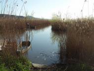 Lago Trasimeno, der Schilfgürtel rund um den See ist Rückzugsort und Brutplatz für eine Vielzahl von Vogelarten.