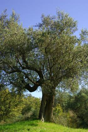 Olivenbaum in Umbrien