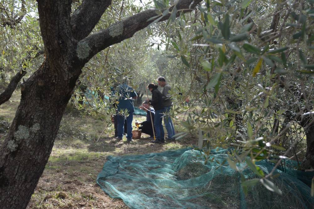 Olivenernte 2015 in La Rogaia. Foto: Werner Duchene